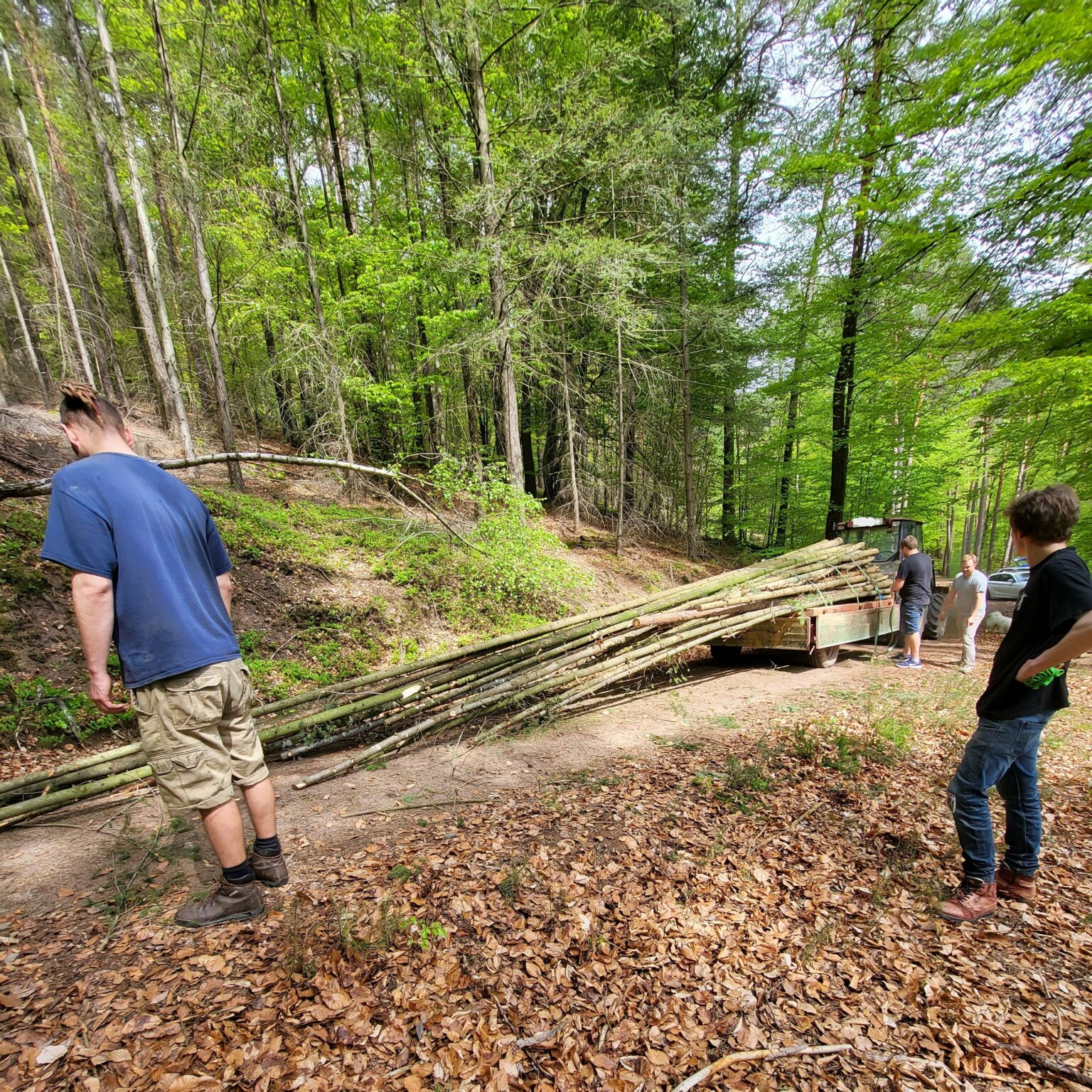 Holz Machen Im Wald Zeitraum